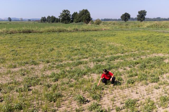 Farmer Sharon Angoli, 22, inspects rice plants struggling to grow in a paddy field overrun by weeds during a drought in Torre Beretti, near Pavia, on July 3, 2026. Rice fields in the area are normally flooded at this time of year, but prolonged dry conditions have left many fields without sufficient water. Several waterways in northern Italy are in a "critical state" due to drought, and the weather forecast bodes ill for the coming days, the Po River Authority (ADBPO) said on July 3, 2026. (Photo by Piero CRUCIATTI / AFP)