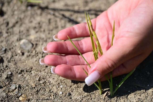Farmer Sharon Angoli, 22, inspects rice plants struggling to grow in a paddy field overrun by weeds during a drought in Torre Beretti, near Pavia, on July 3, 2026. Rice fields in the area are normally flooded at this time of year, but prolonged dry conditions have left many fields without sufficient water. Several waterways in northern Italy are in a "critical state" due to drought, and the weather forecast bodes ill for the coming days, the Po River Authority (ADBPO) said on July 3, 2026. (Photo by Piero CRUCIATTI / AFP)
