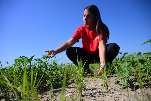 Farmer Sharon Angoli, 22, inspects rice plants struggling to grow in a paddy field overrun by weeds during a drought in Torre Beretti, near Pavia, on July 3, 2026. Rice fields in the area are normally flooded at this time of year, but prolonged dry conditions have left many fields without sufficient water. Several waterways in northern Italy are in a "critical state" due to drought, and the weather forecast bodes ill for the coming days, the Po River Authority (ADBPO) said on July 3, 2026. (Photo by Piero CRUCIATTI / AFP)