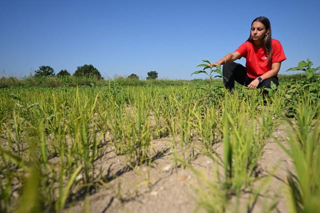 Farmer Sharon Angoli, 22, inspects rice plants struggling to grow in a paddy field overrun by weeds during a drought in Torre Beretti, near Pavia, on July 3, 2026. Rice fields in the area are normally flooded at this time of year, but prolonged dry conditions have left many fields without sufficient water. Several waterways in northern Italy are in a "critical state" due to drought, and the weather forecast bodes ill for the coming days, the Po River Authority (ADBPO) said on July 3, 2026. (Photo by Piero CRUCIATTI / AFP)