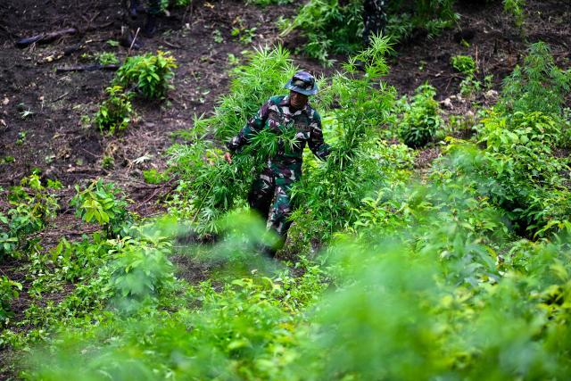 An Indonesian soldier carries marijuana plants during a raid at a plantation in Indrapuri, Aceh province, on July 4, 2026. (Photo by CHAIDEER MAHYUDDIN / AFP)