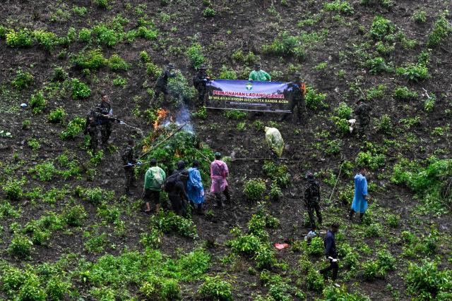 Indonesian soldiers destroy marijuana plants during a raid at a plantation in Indrapuri, Aceh province, on July 4, 2026. (Photo by CHAIDEER MAHYUDDIN / AFP)