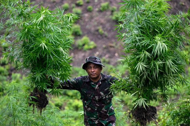 An Indonesian soldier holds up marijuana plants during a raid at a plantation in Indrapuri, Aceh province, on July 4, 2026. (Photo by CHAIDEER MAHYUDDIN / AFP)