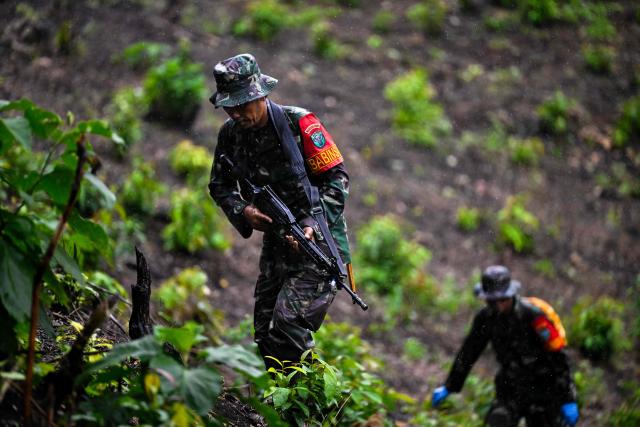 Indonesian soldiers guard marijuana plants during a raid at a plantation in Indrapuri, Aceh province, on July 4, 2026. (Photo by CHAIDEER MAHYUDDIN / AFP)