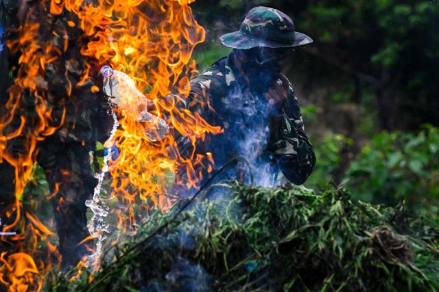 An Indonesian soldier pours gasoline to destroy marijuana plants during a raid at a plantation in Indrapuri, Aceh province, on July 4, 2026. (Photo by CHAIDEER MAHYUDDIN / AFP)