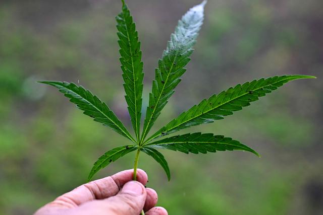 A marijuana plant leaf is pictured during a raid at a plantation in Indrapuri, Aceh province, on July 4, 2026. (Photo by CHAIDEER MAHYUDDIN / AFP)