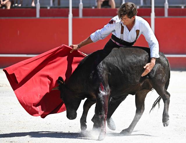 French matador Maxime Solera performs a pass during a tienta in Boujan-sur-Libron, near Beziers, Southern France on July 4, 2026. A tienta de toros (more commonly called tienta) is a practice within bull breeding, is a test carried out on a ranch to evaluate the cows’ behaviour, nobility, strength, and way of charging are tested. This test serve to select the mothers of future fighting bulls. (Photo by Gabriel BOUYS / AFP)
