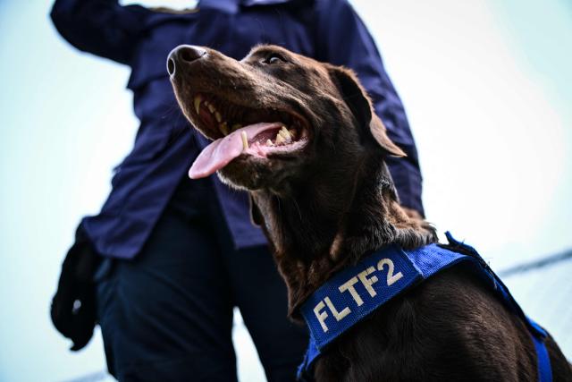 EDITORS NOTE: Graphic content / Silvya Arango of the Rescue Florida Task Force 2 team walks her labrador retriever dog Sisu, who participated in the rescue works, at a camp in Maiquetia, La Guaira state, Venezuela, on July 4, 2026, ten days after twin earthquakes. With little hope of finding loved ones alive, frustrated families of those affected by Venezuela's double earthquakes clamor for help to recover their loved one's bodies as uncertainty grows over the death toll from the tragedy. (Photo by MARTIN BERNETTI / AFP)