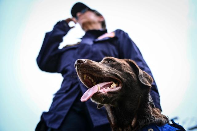 EDITORS NOTE: Graphic content / Silvya Arango of the Rescue Florida Task Force 2 team walks her labrador retriever dog Sisu, who participated in the rescue works, at a camp in Maiquetia, La Guaira state, Venezuela, on July 4, 2026, ten days after twin earthquakes. With little hope of finding loved ones alive, frustrated families of those affected by Venezuela's double earthquakes clamor for help to recover their loved one's bodies as uncertainty grows over the death toll from the tragedy. (Photo by MARTIN BERNETTI / AFP)