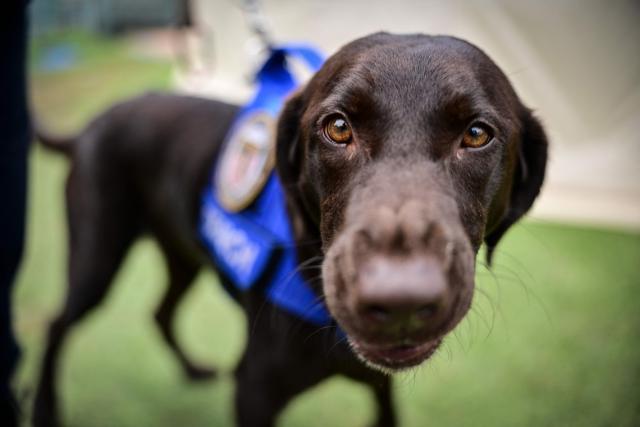 EDITORS NOTE: Graphic content / View of labrador retriever dog Sisu, of the Rescue Florida Task Force 2 team, who participated in the rescue works, at a camp in Maiquetia, La Guaira state, Venezuela, on July 4, 2026, ten days after twin earthquakes. With little hope of finding loved ones alive, frustrated families of those affected by Venezuela's double earthquakes clamor for help to recover their loved one's bodies as uncertainty grows over the death toll from the tragedy. (Photo by MARTIN BERNETTI / AFP)