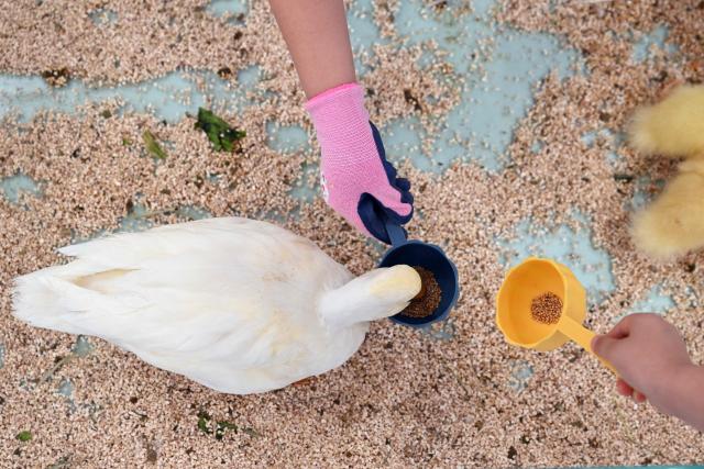Children feed a duck at a pet shop in a shopping centre in Beijing on July 5, 2026. (Photo by ADEK BERRY / AFP)