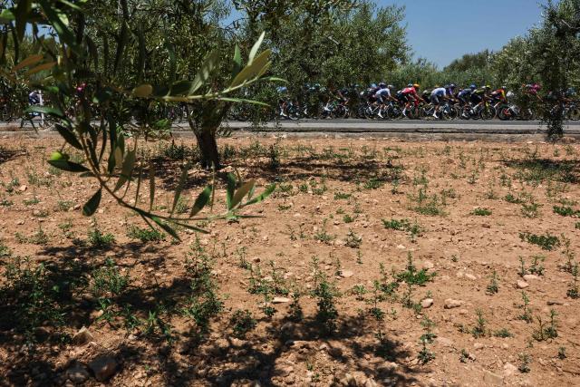 The pack of riders (peloton) cycles past an olive grove in arid landscape during the 2nd stage of the 113th edition of the Tour de France cycling race, 168,5 km between Tarragona and Barcelona in northeastern Spain, on July 5, 2026. (Photo by Anne-Christine POUJOULAT / AFP)