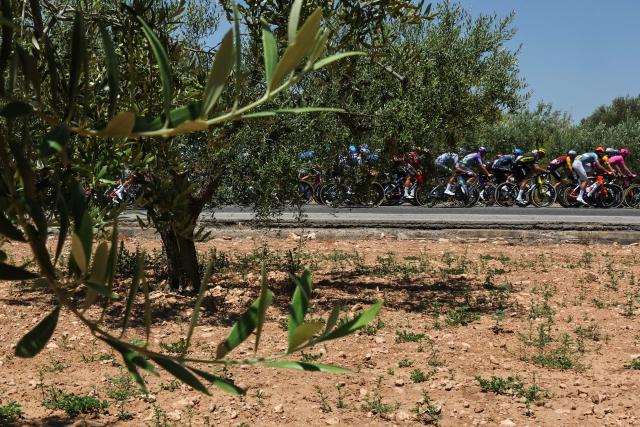 The pack of riders (peloton) cycles past an olive grove in arid landscape during the 2nd stage of the 113th edition of the Tour de France cycling race, 168,5 km between Tarragona and Barcelona in northeastern Spain, on July 5, 2026. (Photo by Anne-Christine POUJOULAT / AFP)