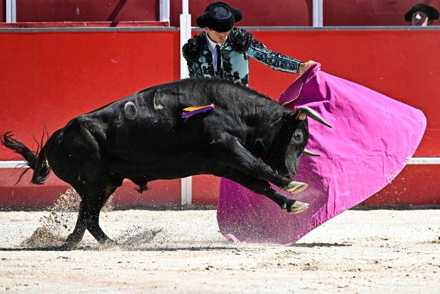 French novillero (novice bullfighter) Esteban Navarro delivers a pass during a bullfight in the Feria of Boujan-sur-Libron, near Beziers, southern France on July 5, 2026. (Photo by Gabriel BOUYS / AFP)
