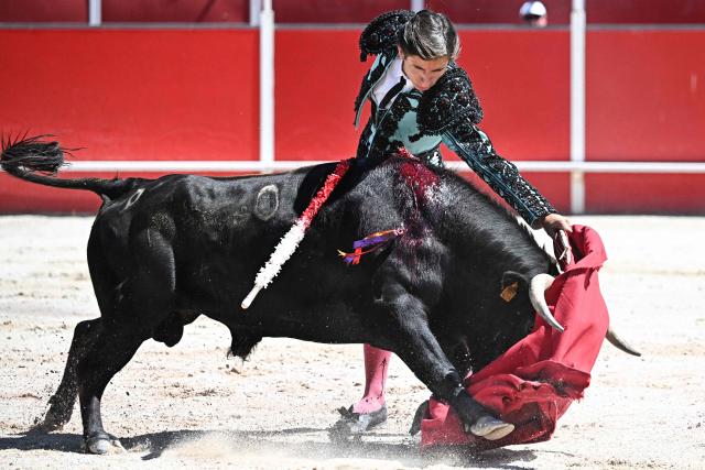 French novillero (novice bullfighter) Esteban Navarro delivers a pass during a bullfight in the Feria of Boujan-sur-Libron, near Beziers, southern France on July 5, 2026. (Photo by Gabriel BOUYS / AFP)