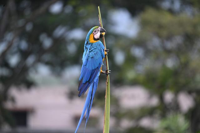 A blue-and-yellow macaw (Ara ararauna) perches on a plant stem in Caracas on July 6, 2026. (Photo by Raul ARBOLEDA / AFP)