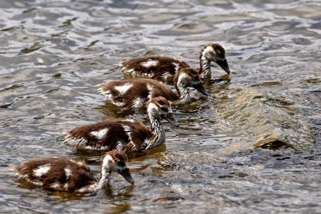Goslings swim in the Rhine river in Cologne, western Germany, on July 6, 2026. (Photo by Ina FASSBENDER / AFP)