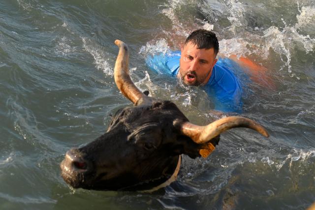 A bull is helped to shore as it swims in the sea after jumping in after runners during the traditional running of bulls "Bous a la mar" (Bull in the sea) at Denia's harbour near Alicante on July 6, 2026. (Photo by Jose Jordan / AFP)
