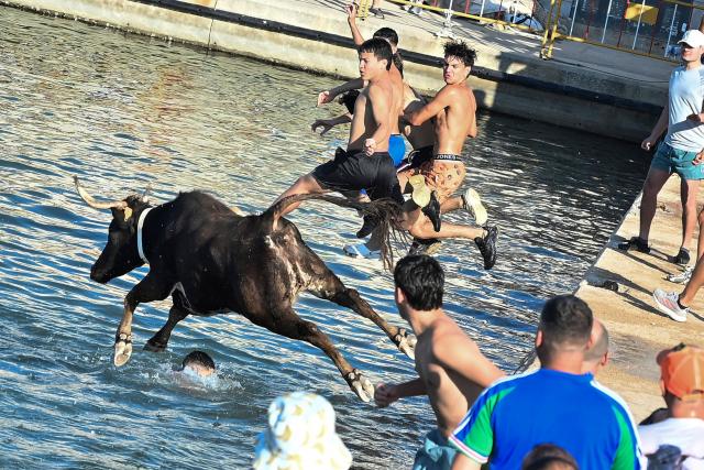 Participants and a bull jump into the sea during the traditional running of bulls "Bous a la mar" (Bull in the sea) at Denia's harbour near Alicante on July 6, 2026. (Photo by Jose Jordan / AFP)