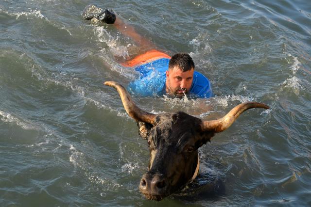A bull swims in the sea after jumping in after runners during the traditional running of bulls "Bous a la mar" (Bull in the sea) at Denia's harbour near Alicante on July 6, 2026. (Photo by Jose Jordan / AFP)