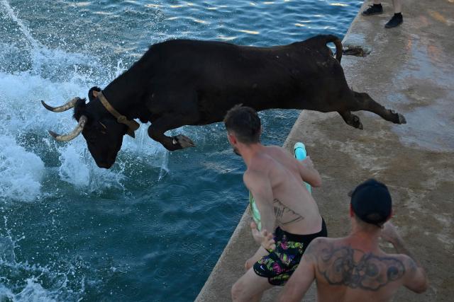 A bull jumps into the sea after chasing runners runners during the traditional running of bulls "Bous a la mar" (Bull in the sea) at Denia's harbour near Alicante on July 6, 2026. (Photo by Jose JORDAN / AFP)