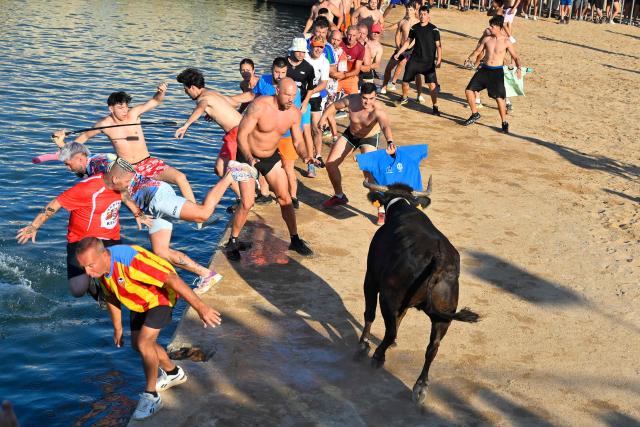 Participants jump into the sea as a bull runs at them during the traditional running of bulls "Bous a la mar" (Bull in the sea) at Denia's harbour near Alicante on July 6, 2026. (Photo by Jose Jordan / AFP)