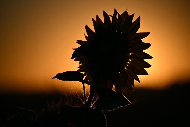 The sun rises over a field of sunflowers in Quillan, southern France, on July 7, 2026. (Photo by Lionel BONAVENTURE / AFP)