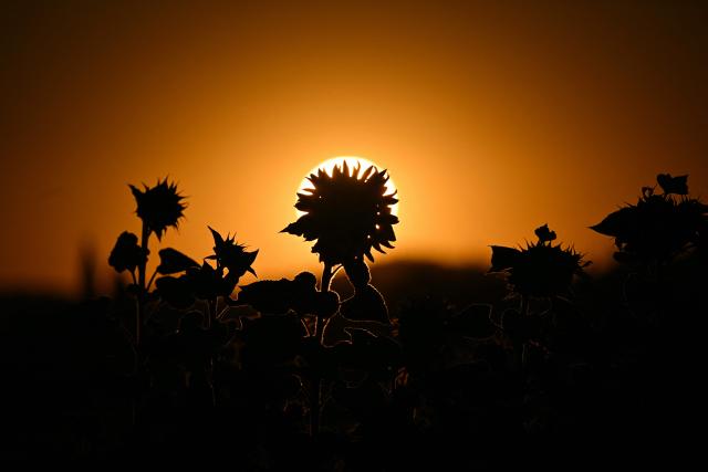 The sun rises over a field of sunflowers in Quillan, southern France, on July 7, 2026. (Photo by Lionel BONAVENTURE / AFP)