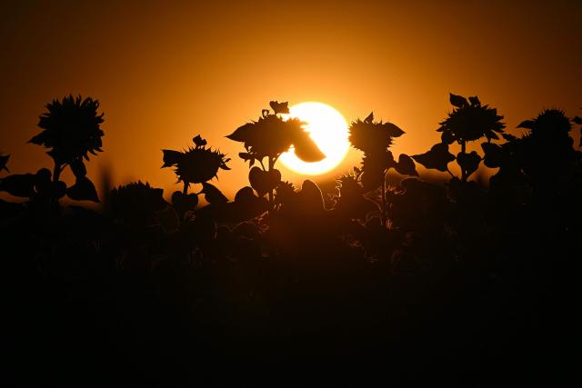 The sun rises over a field of sunflowers in Quillan, southern France, on July 7, 2026. (Photo by Lionel BONAVENTURE / AFP)