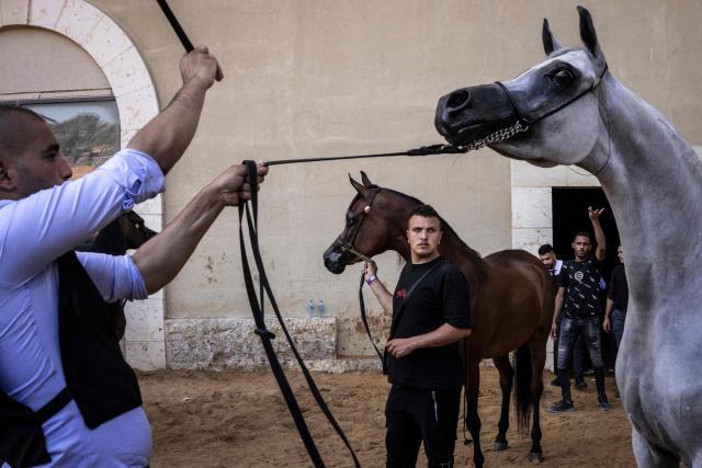 Palestinian handlers and stable hands practise poses with competing Arabian horses during a beauty contest at the Rawabi Palestine Arabians show in Rawabi, in the Israeli-occupied West Bank, on June 27, 2026. As open land becomes increasingly scarce amid expanding Israeli settlement construction in the occupied West Bank, horse culture has emerged as one of the rare forms of recreation that still draws Palestinians together, from urban neighbourhoods to rural villages.
For Palestinians, horses are entwined with identity, heritage and a sense of belonging to the land. Poems, songs and graffiti celebrate horses and horsemen alike. Arabian horses are particularly popular in the Palestinian territories, where young men breed them for prestige, racing, and beauty contests. (Photo by John WESSELS / AFP)