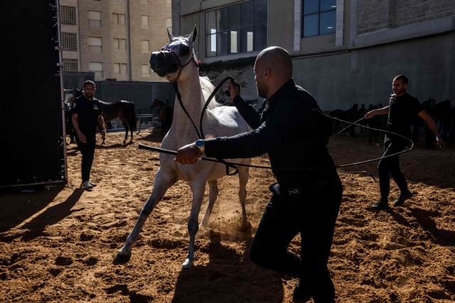 A Palestinian handler rouses his Arabian horse before presenting it to the judges during a beauty contest at the Rawabi Palestine Arabians show in Rawabi, in the Israeli-occupied West Bank, on June 27, 2026. As open land becomes increasingly scarce amid expanding Israeli settlement construction in the occupied West Bank, horse culture has emerged as one of the rare forms of recreation that still draws Palestinians together, from urban neighbourhoods to rural villages.
For Palestinians, horses are entwined with identity, heritage and a sense of belonging to the land. Poems, songs and graffiti celebrate horses and horsemen alike. Arabian horses are particularly popular in the Palestinian territories, where young men breed them for prestige, racing, and beauty contests. (Photo by John WESSELS / AFP)