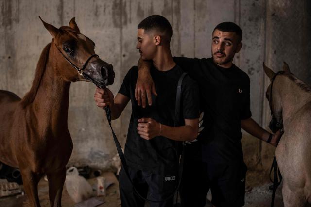 Palestinian stable hands look on as they wait to present their horses during a beauty contest at the Rawabi Palestine Arabians show in Rawabi, in the Israeli-occupied West Bank, on June 25, 2026. As open land becomes increasingly scarce amid expanding Israeli settlement construction in the occupied West Bank, horse culture has emerged as one of the rare forms of recreation that still draws Palestinians together, from urban neighbourhoods to rural villages.
For Palestinians, horses are entwined with identity, heritage and a sense of belonging to the land. Poems, songs and graffiti celebrate horses and horsemen alike. Arabian horses are particularly popular in the Palestinian territories, where young men breed them for prestige, racing, and beauty contests. (Photo by John WESSELS / AFP)