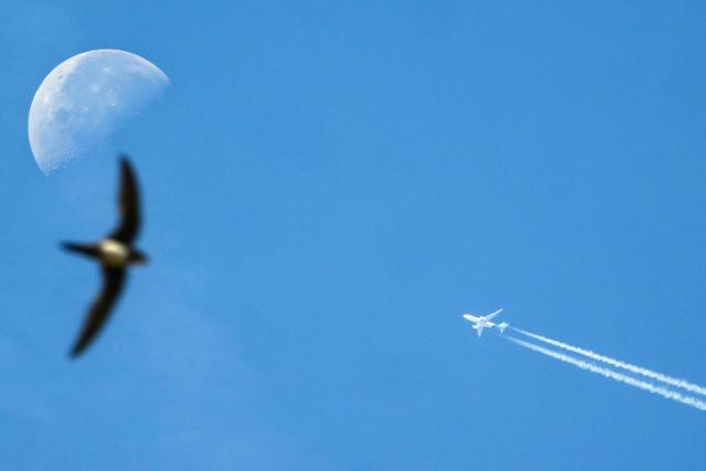 An Air Transat Arlines plane draws a contrail in the sky as a bird flies over Lyon with the moon in the background on July 7, 2026. (Photo by OLIVIER CHASSIGNOLE / AFP)
