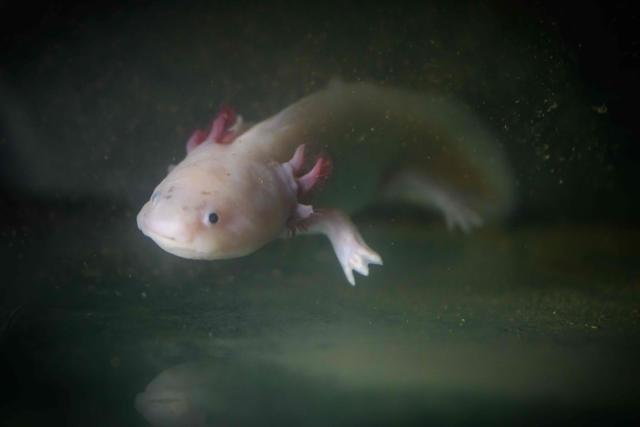 This photograph shows an Axolotl, Ambystoma mexicanum, at the CNRS (Centre National de la Recherche Scientifique) Moulis caves where underground aquatic species are bred and studied in Moulis, southwestern France on July 8, 2026. France and the Parc naturel regional des Pyrenees Ariegeoises are implementing a project to classify its caves and underground rivers as a reserve in order to ensure better preservation of this subterranean heritage, to facilitate scientific and technical studies, and to increase awareness-raising activities in environmental education and sustainable development. (Photo by Lionel BONAVENTURE / AFP)