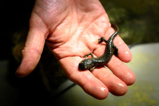 This photograph shows a Pyrenean brook salamander at the CNRS (Centre National de la Recherche Scientifique) Moulis caves where underground aquatic species are bred and studied in Moulis, southwestern France on July 8, 2026. France and the Parc naturel regional des Pyrenees Ariegeoises are implementing a project to classify its caves and underground rivers as a reserve in order to ensure better preservation of this subterranean heritage, to facilitate scientific and technical studies, and to increase awareness-raising activities in environmental education and sustainable development. (Photo by Lionel BONAVENTURE / AFP)