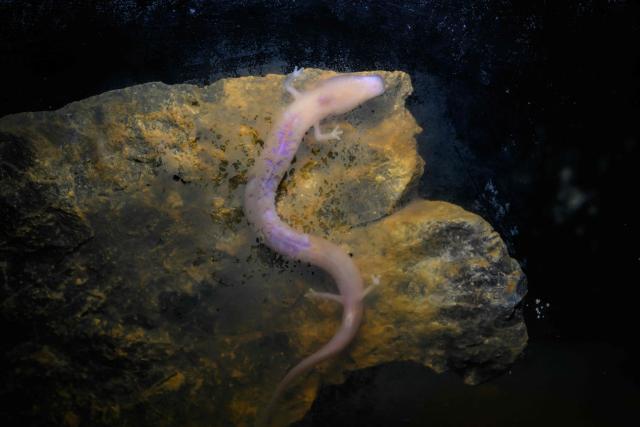This photograph shows a Proteus anguinus at the CNRS (Centre National de la Recherche Scientifique) Moulis caves where underground aquatic species are bred and studied in Moulis, southwestern France on July 8, 2026. France and the Parc naturel regional des Pyrenees Ariegeoises are implementing a project to classify its caves and underground rivers as a reserve in order to ensure better preservation of this subterranean heritage, to facilitate scientific and technical studies, and to increase awareness-raising activities in environmental education and sustainable development. (Photo by Lionel BONAVENTURE / AFP)