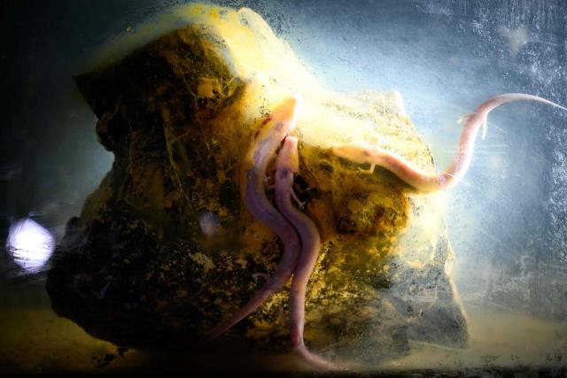 This photograph shows Proteus anguinus at the CNRS (Centre National de la Recherche Scientifique) Moulis caves where underground aquatic species are bred and studied in Moulis, southwestern France on July 8, 2026. France and the Parc naturel regional des Pyrenees Ariegeoises are implementing a project to classify its caves and underground rivers as a reserve in order to ensure better preservation of this subterranean heritage, to facilitate scientific and technical studies, and to increase awareness-raising activities in environmental education and sustainable development. (Photo by Lionel BONAVENTURE / AFP)