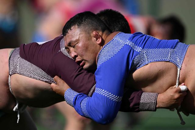 This photo taken on June 24, 2026 shows Mongolian wrestlers sparring at a training camp ahead of the Naadam Festival on the outskirts of Ulaanbaatar. The whistle blows, sending dozens of hulking wrestlers chasing a football in the Mongolian grasslands -- a World Cup twist in their gruelling training for one of the country's oldest sporting traditions. (Photo by Adek BERRY / AFP) / To go with 'MONGOLIA-LIFESTYLE-TRADITION-WRESTLING,FOCUS' by Mungunsor Purevsuren