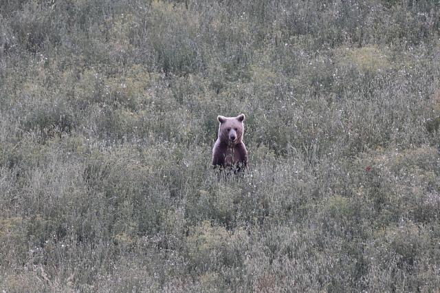 This photograph shows a wild female brown bear (Ursus arctos) in a forest, near Grevena, northwest Greece on June 21, 2026. Brown bear numbers in Greece's Western Macedonia have risen steadily due to conservation measures, with a 2025 survey counting about 900 bears, nearly double the total recorded six years earlier. The growing population has fueled complaints from farmers over crop damage and bear sightings near inhabited areas. (Photo by Sakis Mitrolidis / AFP)