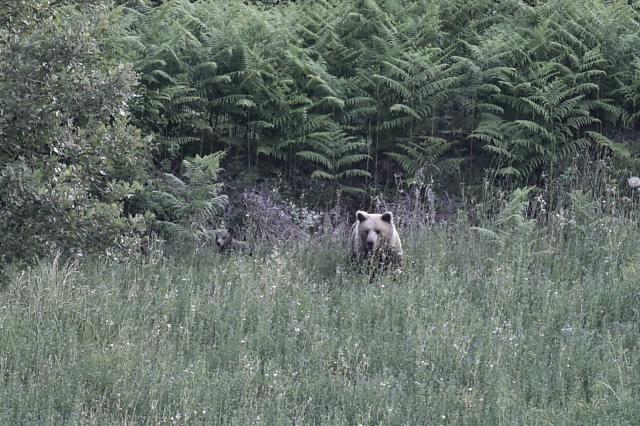 This photograph shows a wild female brown bear (Ursus arctos) and a cub in a forest, near Grevena, northwest Greece on June 21, 2026. Brown bear numbers in Greece's Western Macedonia have risen steadily due to conservation measures, with a 2025 survey counting about 900 bears, nearly double the total recorded six years earlier. The growing population has fueled complaints from farmers over crop damage and bear sightings near inhabited areas. (Photo by Sakis Mitrolidis / AFP)