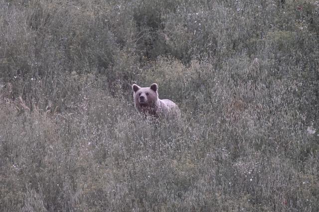 This photograph shows a wild female brown bear (Ursus arctos) in a forest near Grevena, northwestern Greece on June 21, 2026. Brown bear numbers in Greece's Western Macedonia have risen steadily due to conservation measures, with a 2025 survey counting about 900 bears, nearly double the total recorded six years earlier. The growing population has fueled complaints from farmers over crop damage and bear sightings near inhabited areas. (Photo by Sakis Mitrolidis / AFP)
