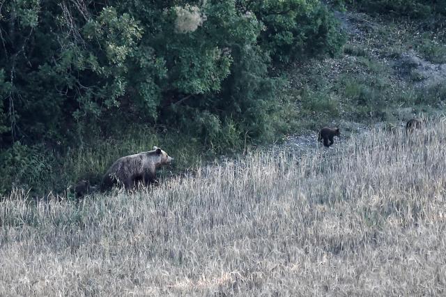 This photograph shows a wild female brown bear (Ursus arctos) and her cubs in a forest, near Grevena, northwest Greece on June 21, 2026. Brown bear numbers in Greece's Western Macedonia have risen steadily due to conservation measures, with a 2025 survey counting about 900 bears, nearly double the total recorded six years earlier. The growing population has fueled complaints from farmers over crop damage and bear sightings near inhabited areas. (Photo by Sakis Mitrolidis / AFP)