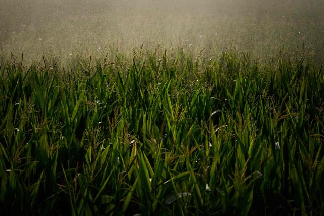 This photograph shows irrigation water spraying over a flowering maize crop as a heatwave and drought strain agriculture in La Réole, south-western France, on July 8, 2026. (Photo by Philippe LOPEZ / AFP)