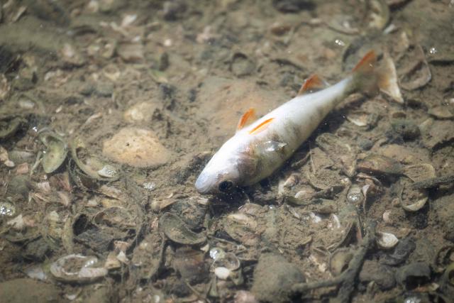 This photograph shows a dead fish floating in the low riverbed of the Doubs river in Villers-le-Lac, eastern France, on July 9, 2026. (Photo by SEBASTIEN BOZON / AFP)