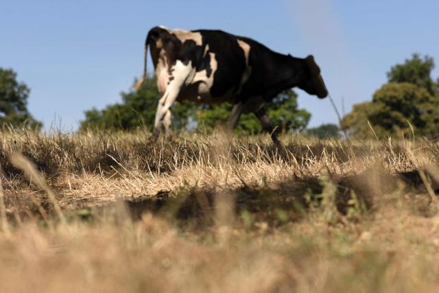 A cow stands on a burned grass as a heatwave hits France in Saint-Dolays, western France on July 9, 2026. (Photo by Fred TANNEAU / AFP)