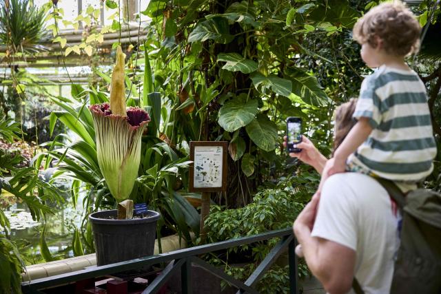 A visitor uses a smartphone to photograph a titan arum (Amorphophallus titanum) also called corpse flower blooming at Blijdorp Zoo in Rotterdam on July 9, 2026. (Photo by Mathijs BOTS / ANP / AFP) / Netherlands OUT