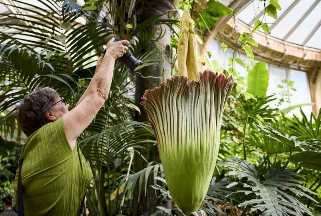 A visitor uses a digital camera to photograph a titan arum (Amorphophallus titanum) also called corpse flower blooming at Blijdorp Zoo in Rotterdam on July 9, 2026. (Photo by Mathijs BOTS / ANP / AFP) / Netherlands OUT