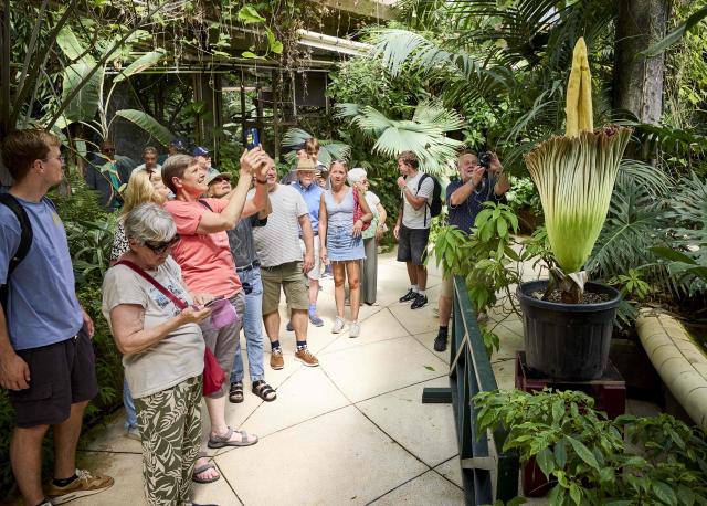 Visitors look at a titan arum (Amorphophallus titanum) also called corpse flower blooming at Blijdorp Zoo in Rotterdam on July 9, 2026. (Photo by Mathijs BOTS / ANP / AFP) / Netherlands OUT
