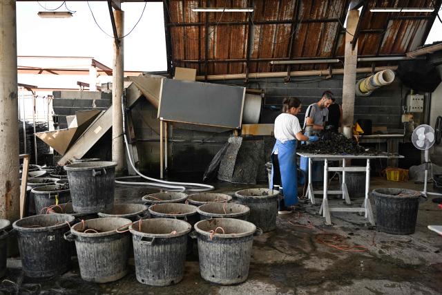 Shellfish farmers and oyster growers Maiwenn Thibault (L) and Simon Julien work at Huitres de Bouzigues' farm, on the Etang de Thau in Loupian, southern France, on July 9, 2026. (Photo by Gabriel BOUYS / AFP)
