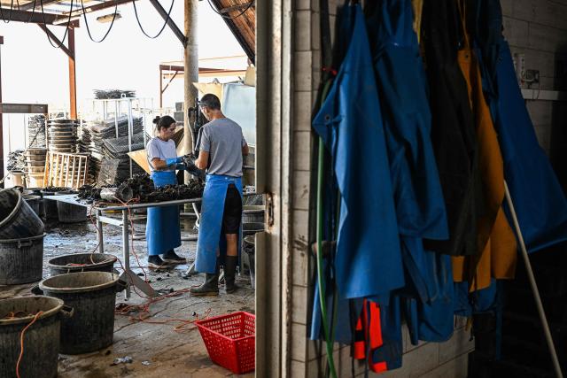 Shellfish farmers and oyster growers Maiwenn Thibault (L) and Simon Julien work at Huitres de Bouzigues' farm, on the Etang de Thau in Loupian, southern France, on July 9, 2026. (Photo by Gabriel BOUYS / AFP)
